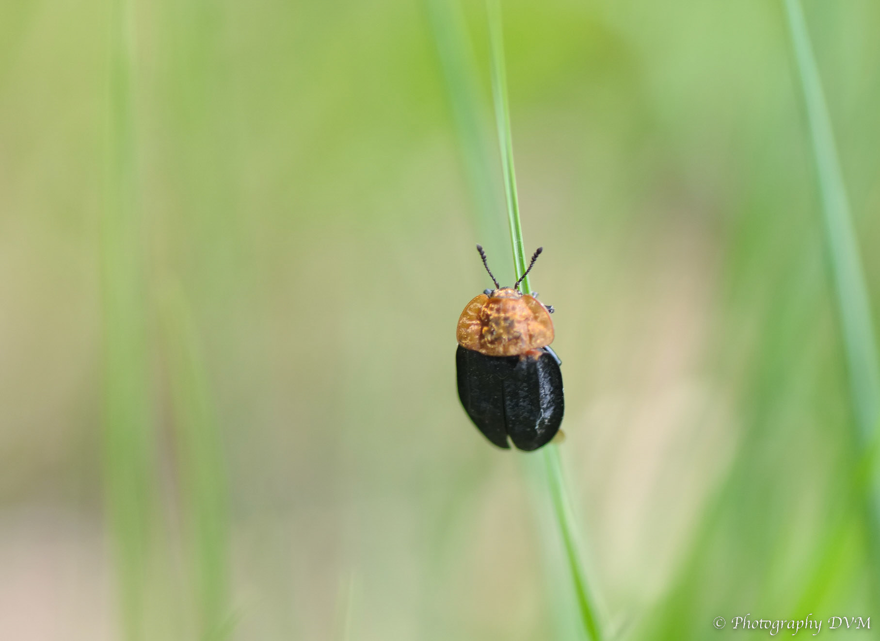 Oranje Aaskever - Red-breasted carrion beetle - Oiceoptoma thoracicum