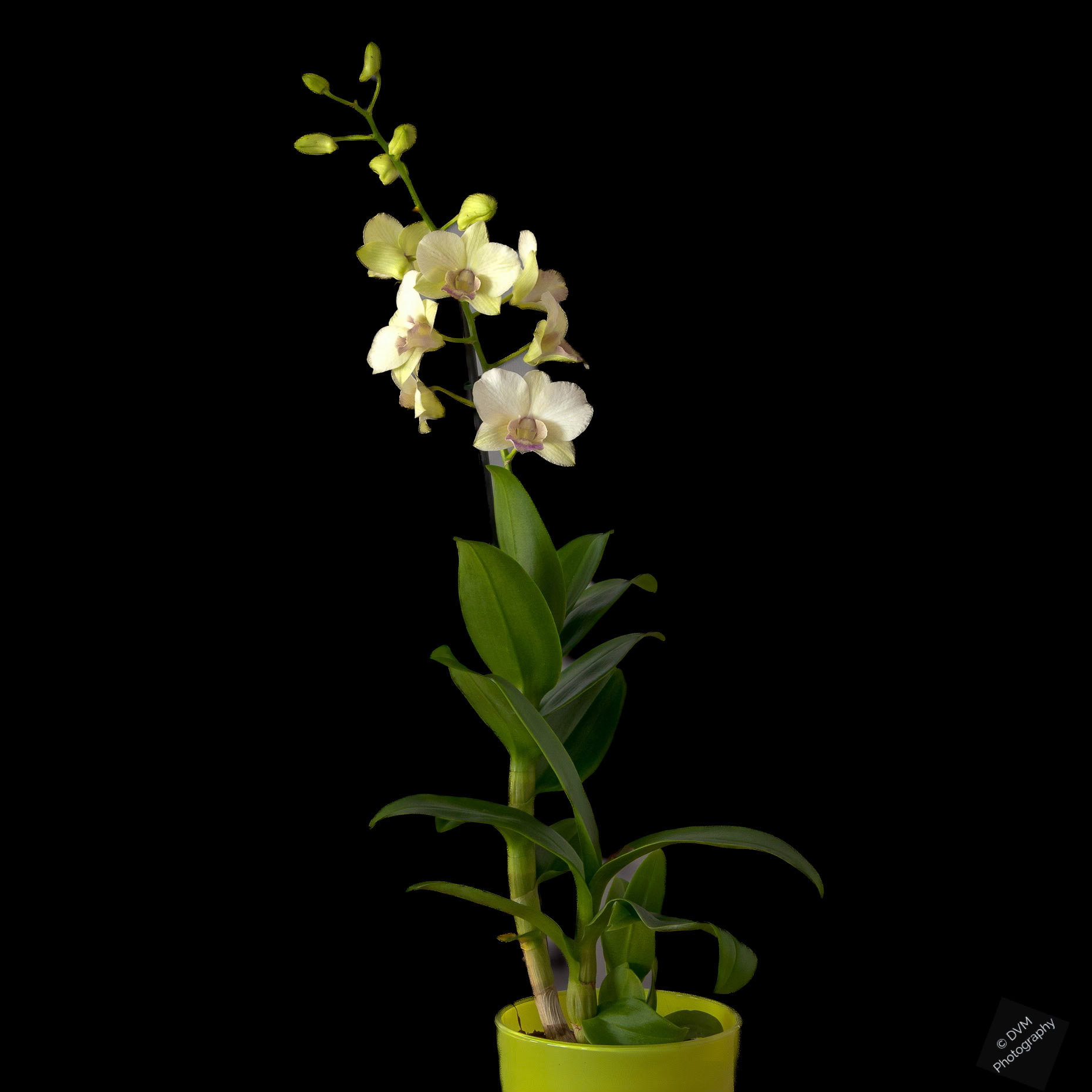 Dendrobium Sa-nook 'Snow Jade'