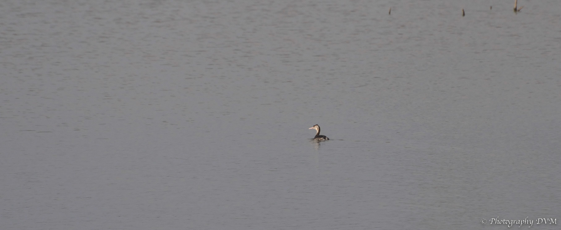Fuut - Great Crested Grebe - Podiceps cristatus