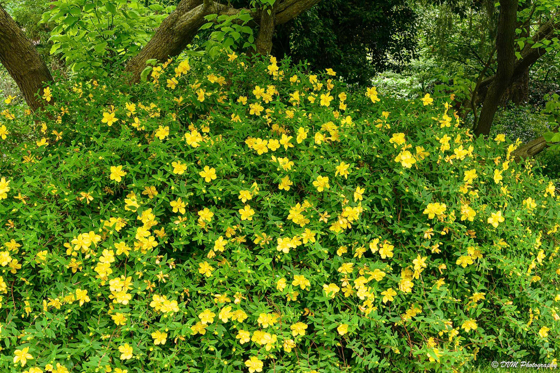 Hertshooi - Hypericum