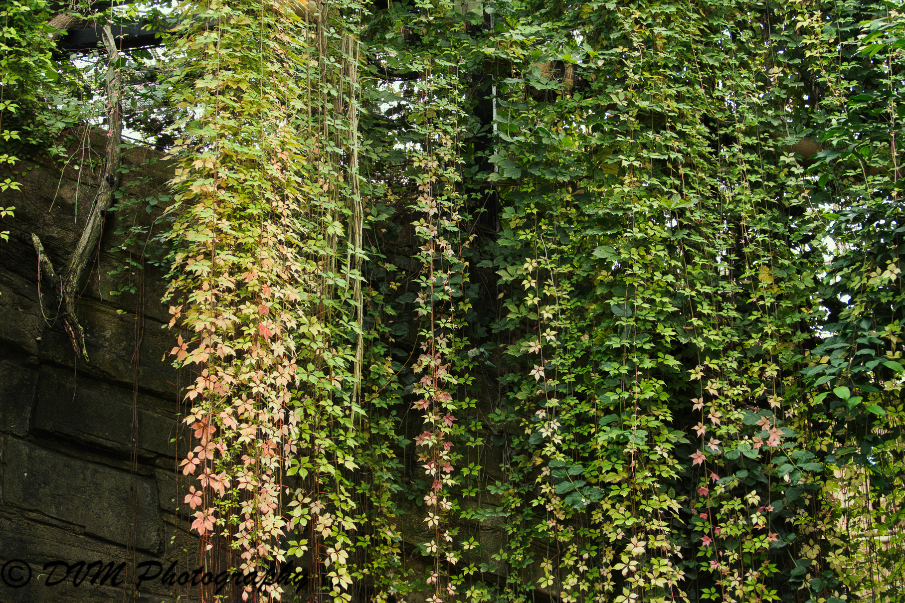 Klimop gordijn - Hedera helix curtain