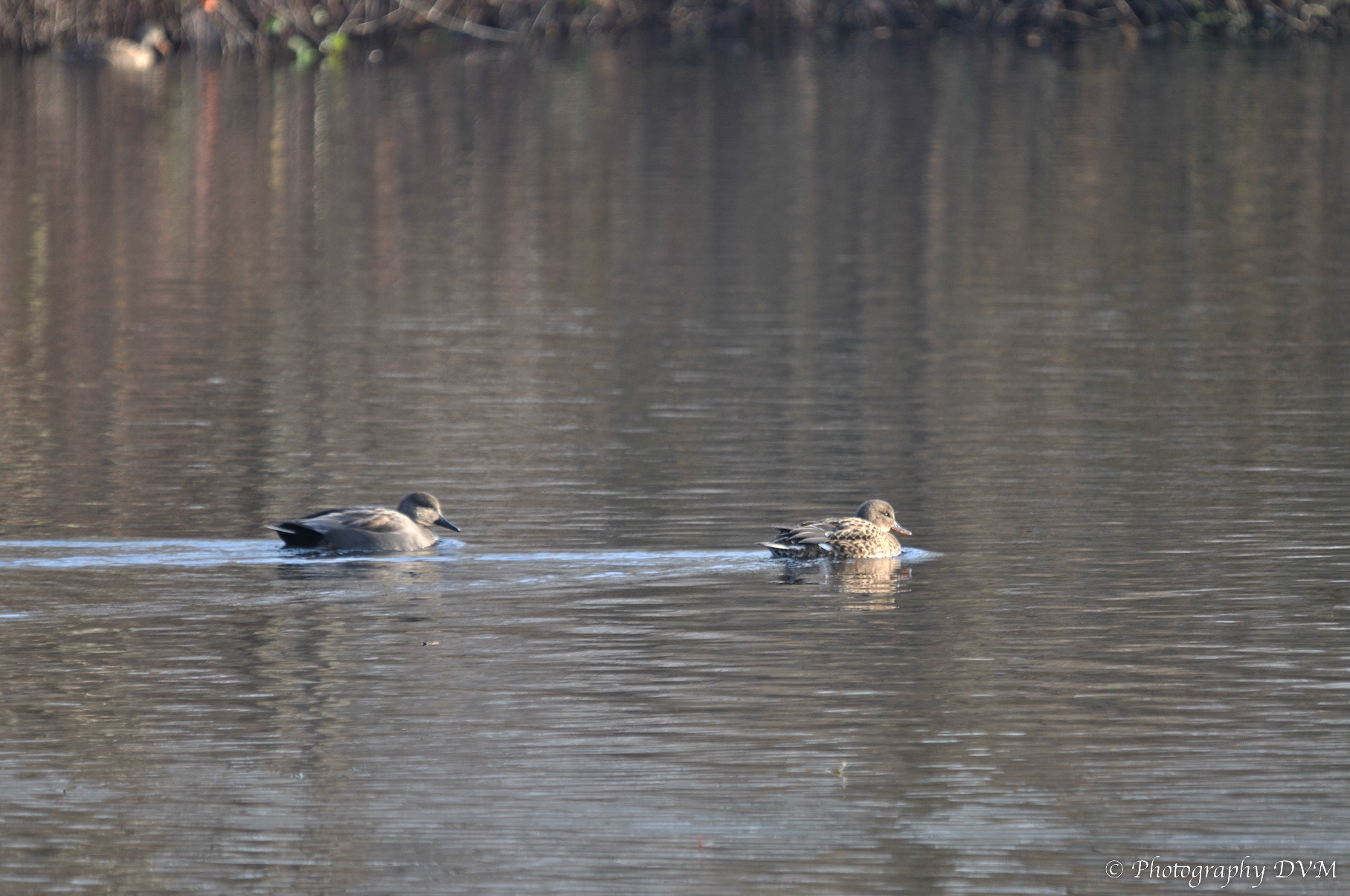 Koppeltje Krakeenden - Couple Gadwalls - Anas strepera