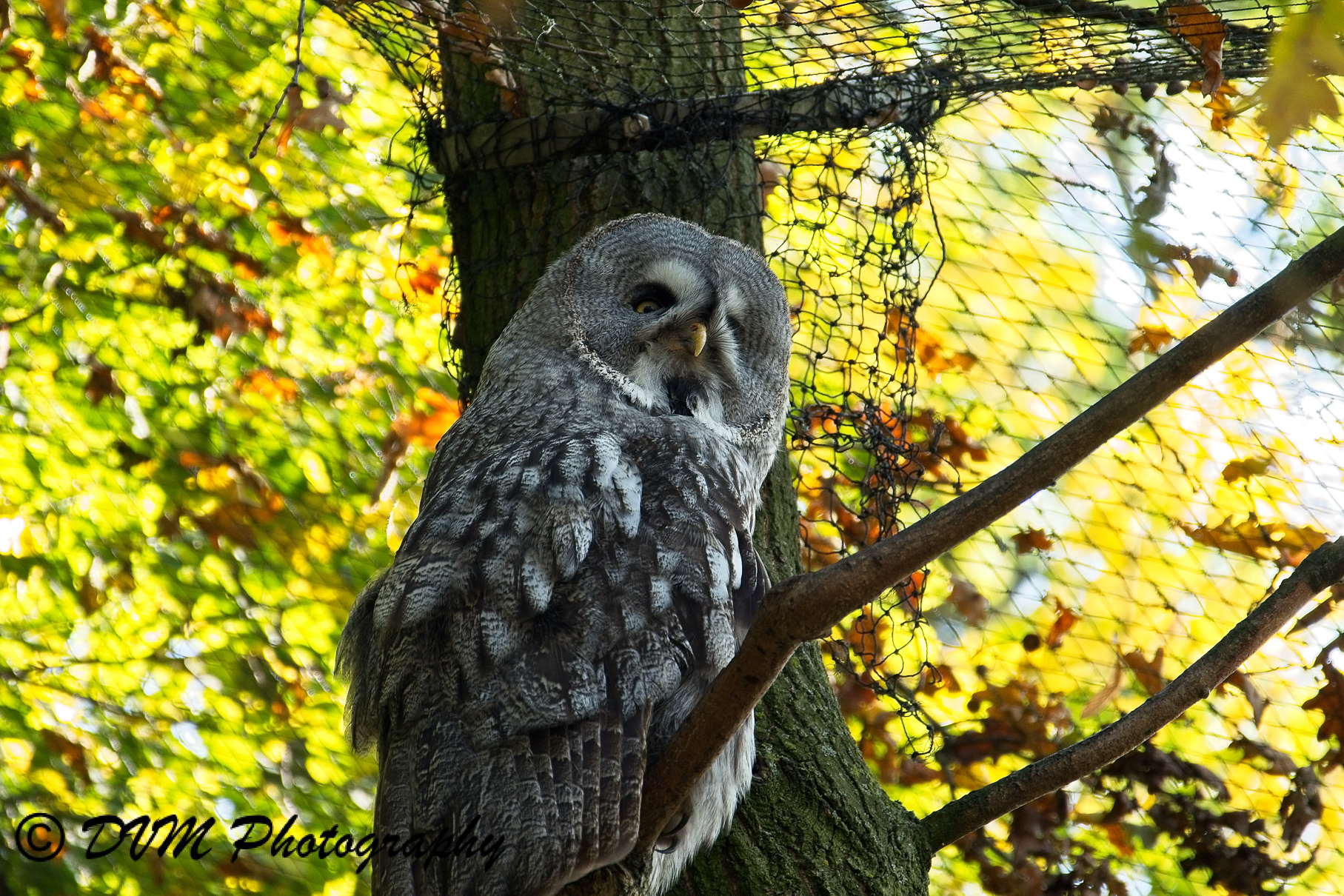 Laplanduil - Great grey owl - Strix nebulosa