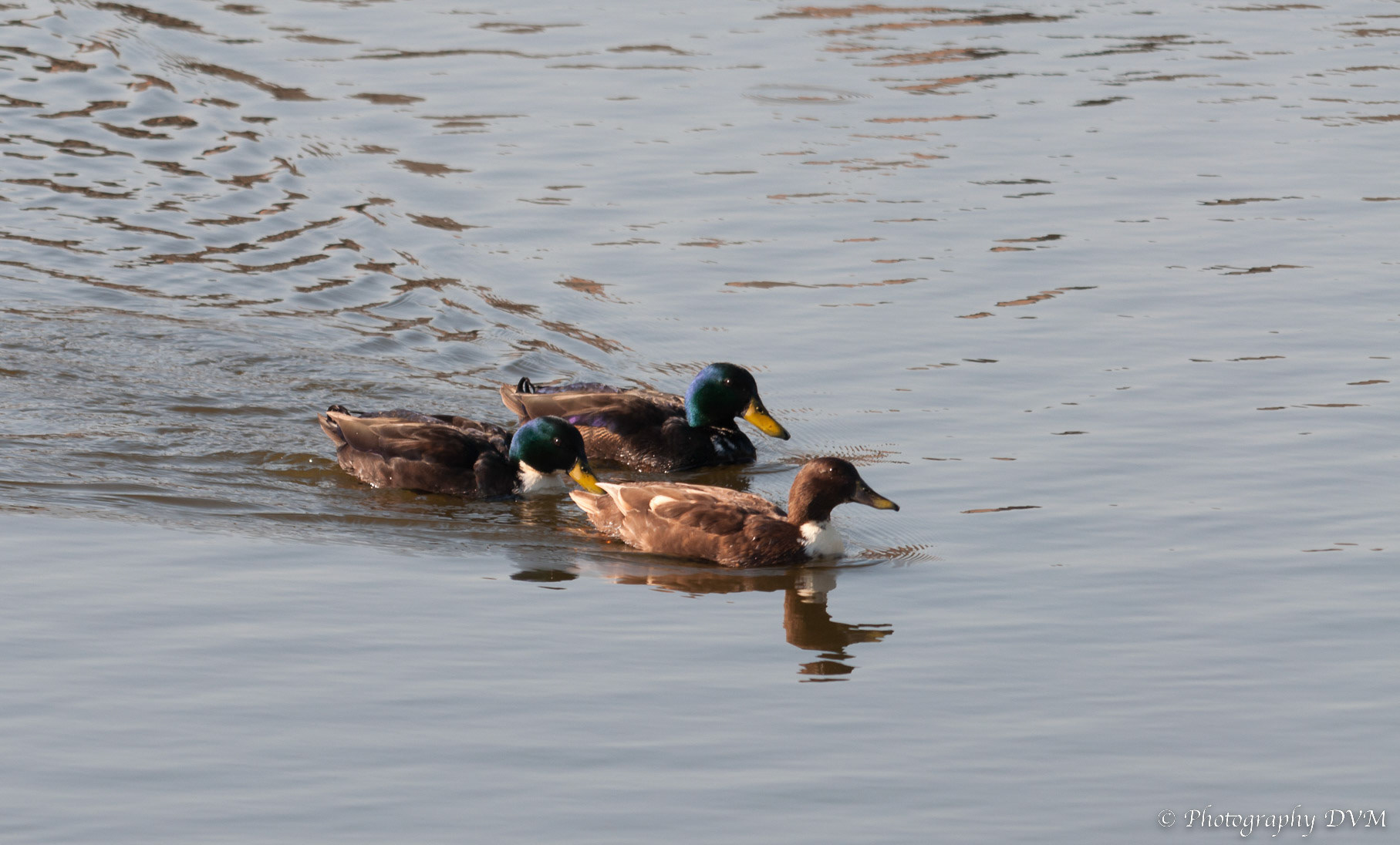 Wilde eenden - Mallards - Anas platyrhynchos