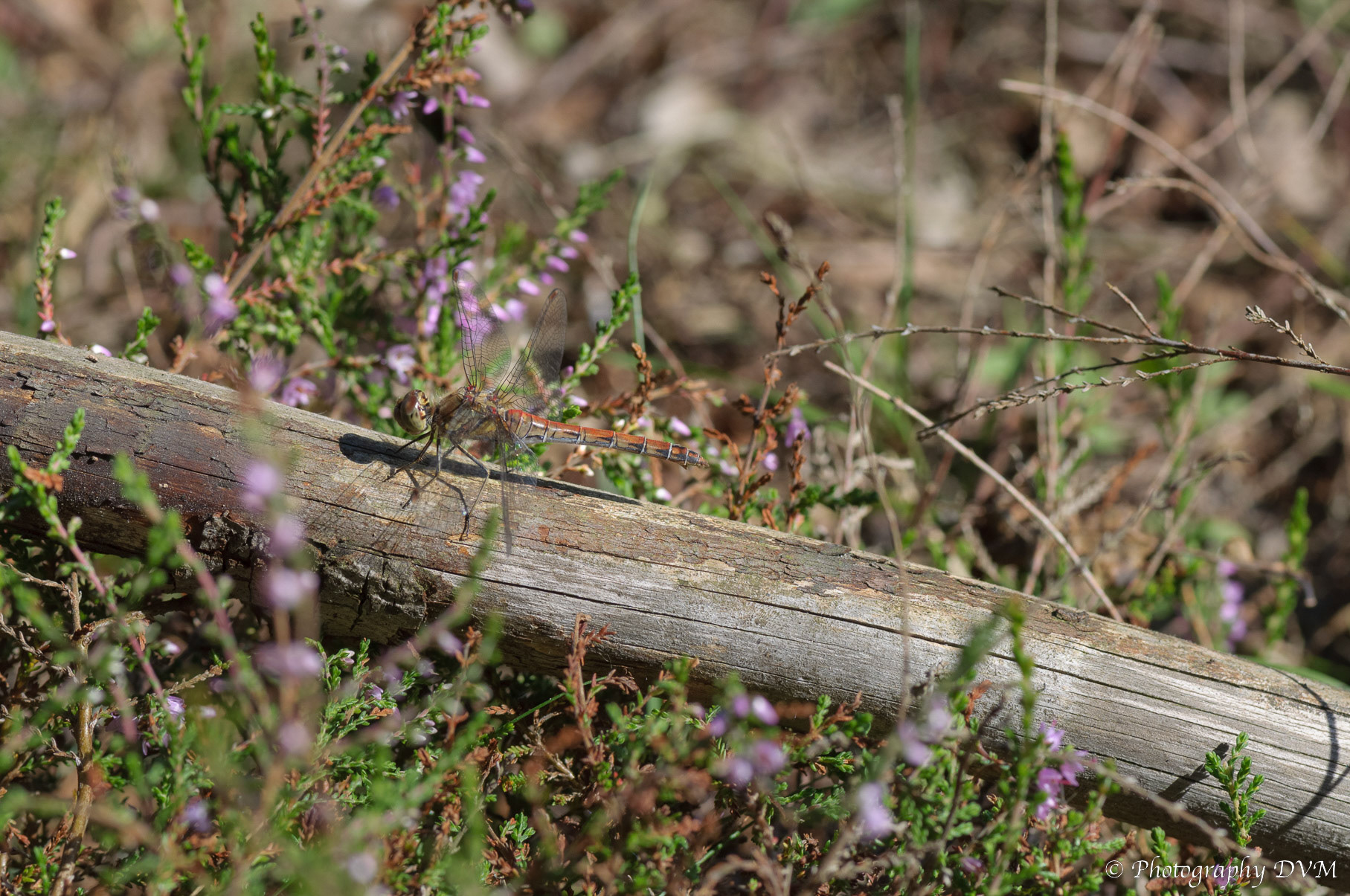 Bruinrode heidelibel - Common Darter - Sympetrum striolatum