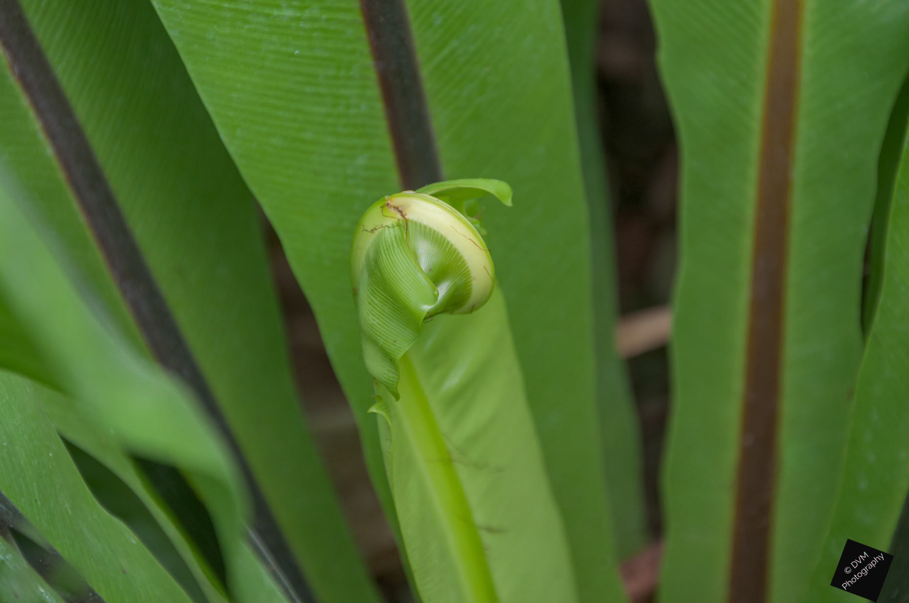 Vogelnestvaren - Bird's Nest Fern - Asplenium nidus >>>>> Planckendael - Muizen - Belgium