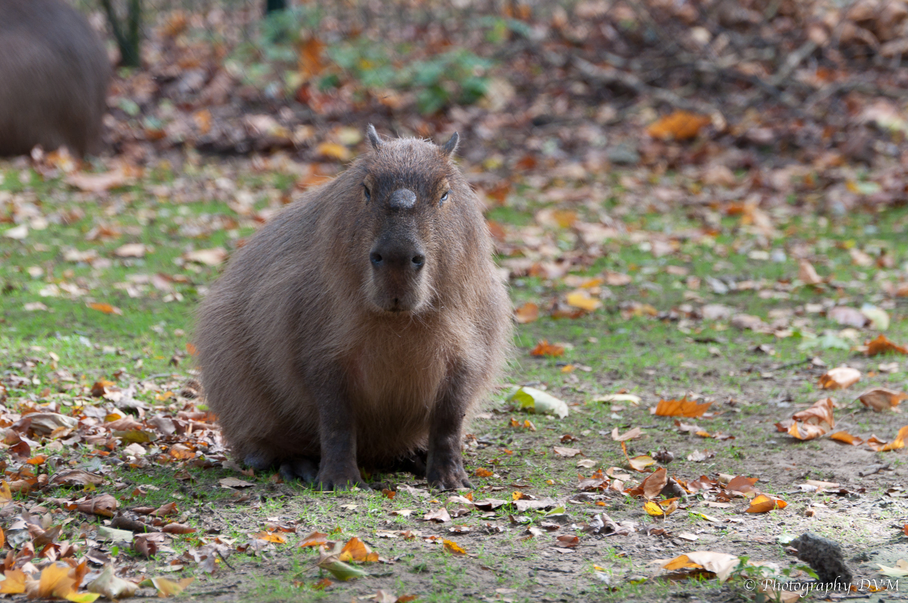 Capibara - Capybara - Hydrochoerus hydrochaeris
