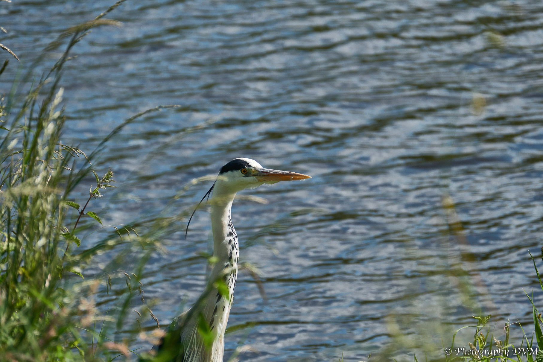 Blauwe reiger - Grey Heron - Ardea cinerea