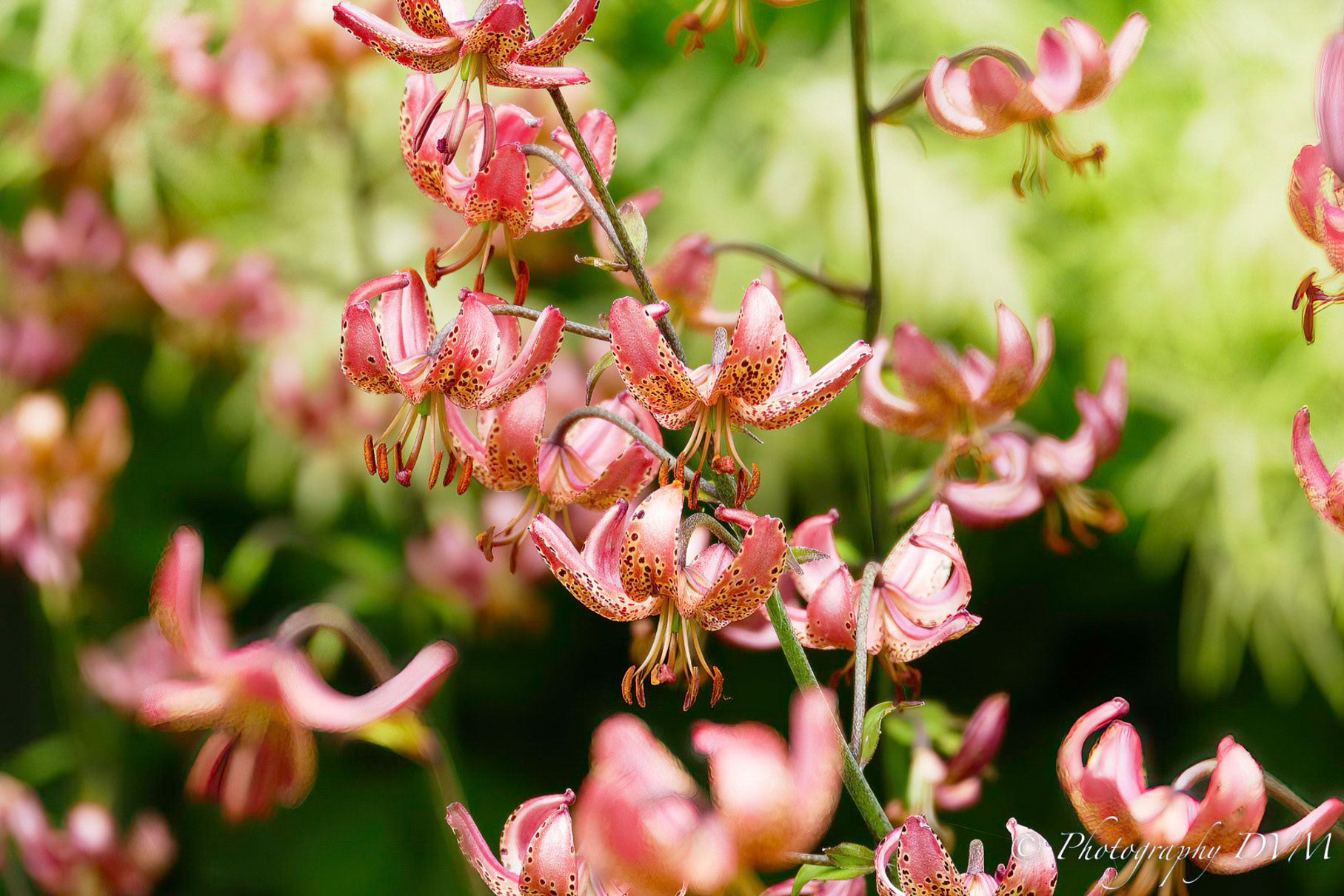 Lelie 'Manitoba Fox' - Lilium 'Manitoba Fox'