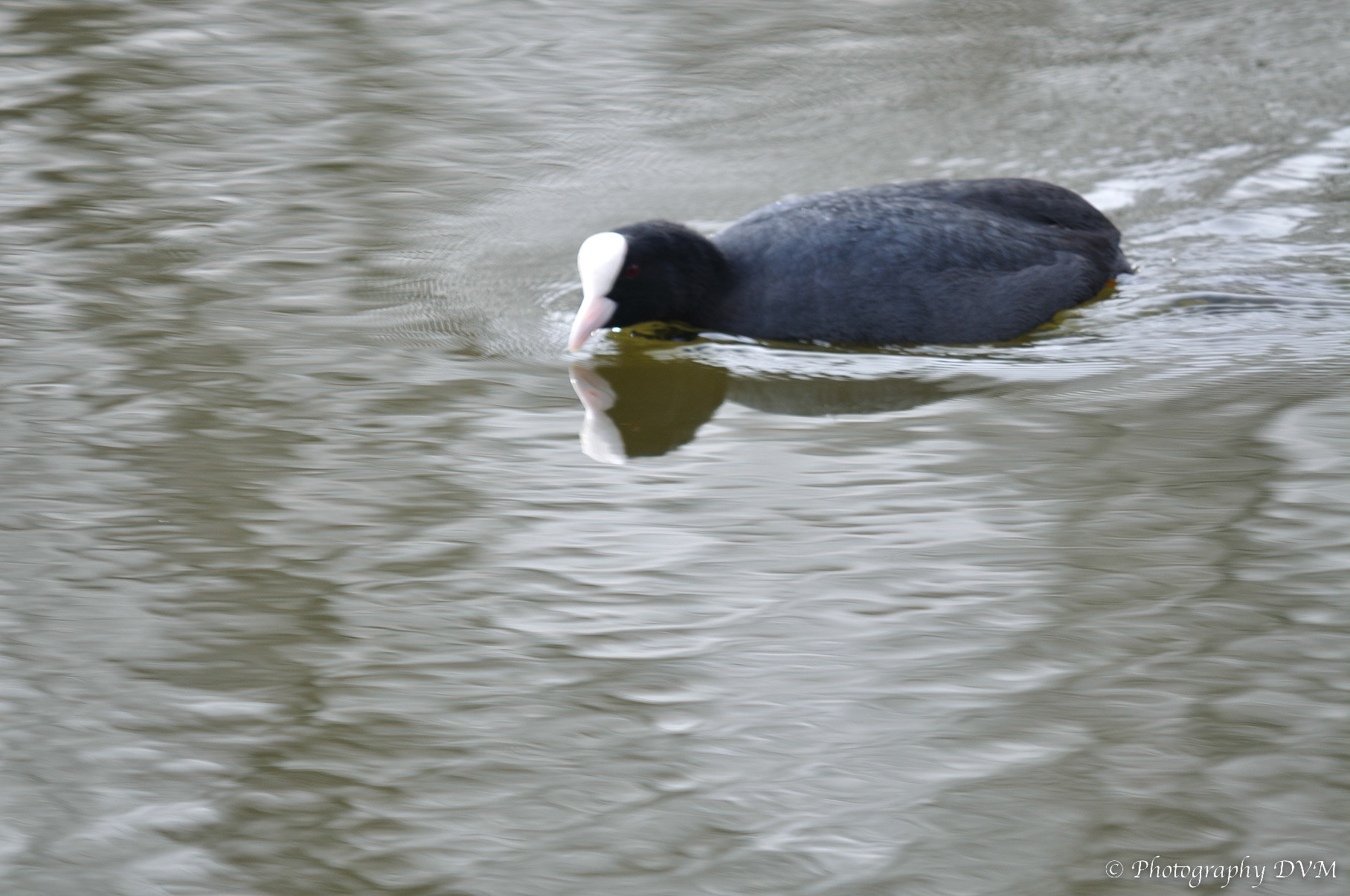 Meerkoet - Eurasian Coot - Fulica atra