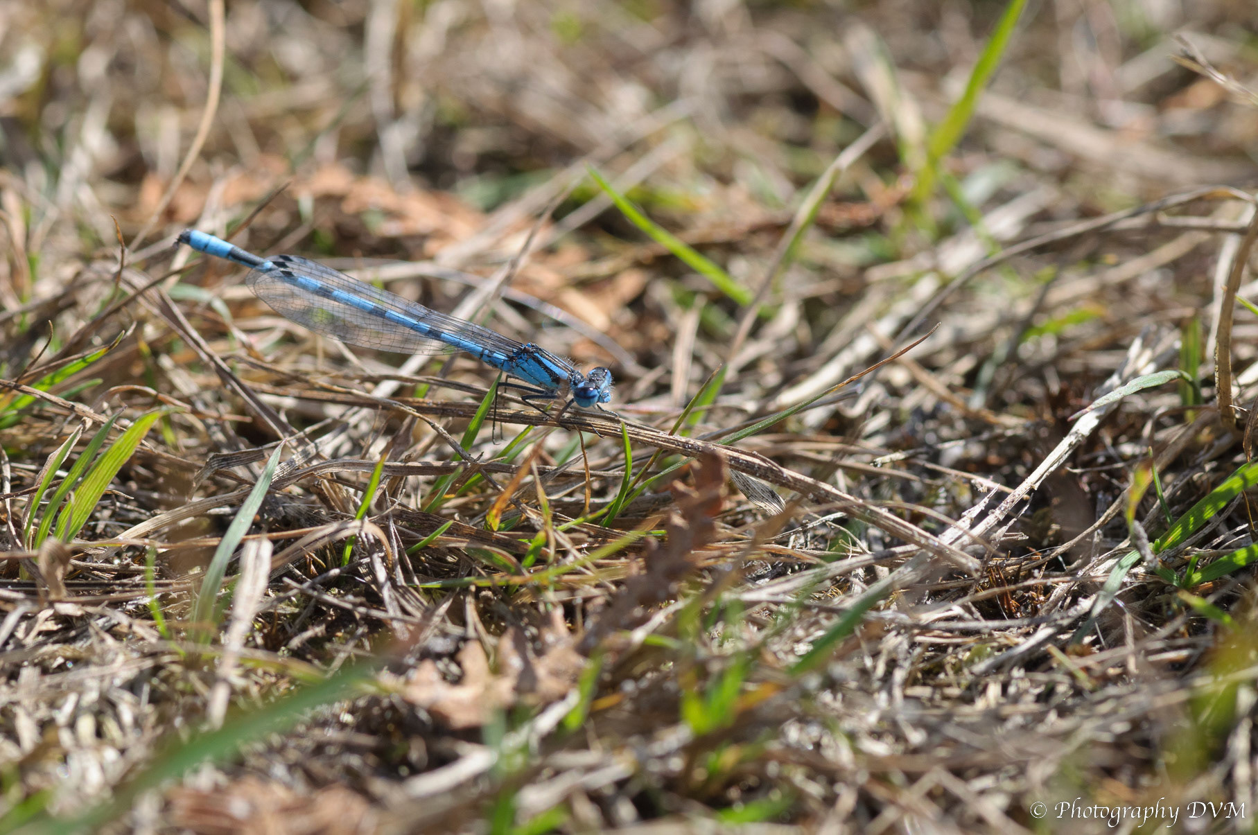Watersnuffel - Common Blue Damselfly - Enallagma cyathigerum