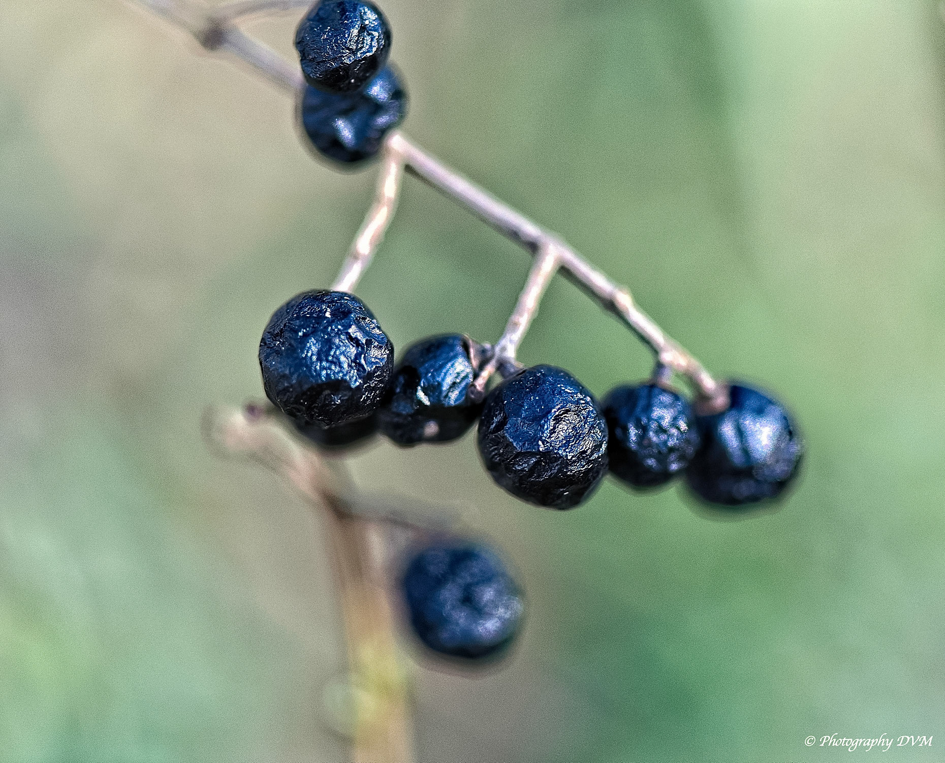 Bessen voor vogels - Berries for birds >>>>> Breeven - Bornem - Belgium