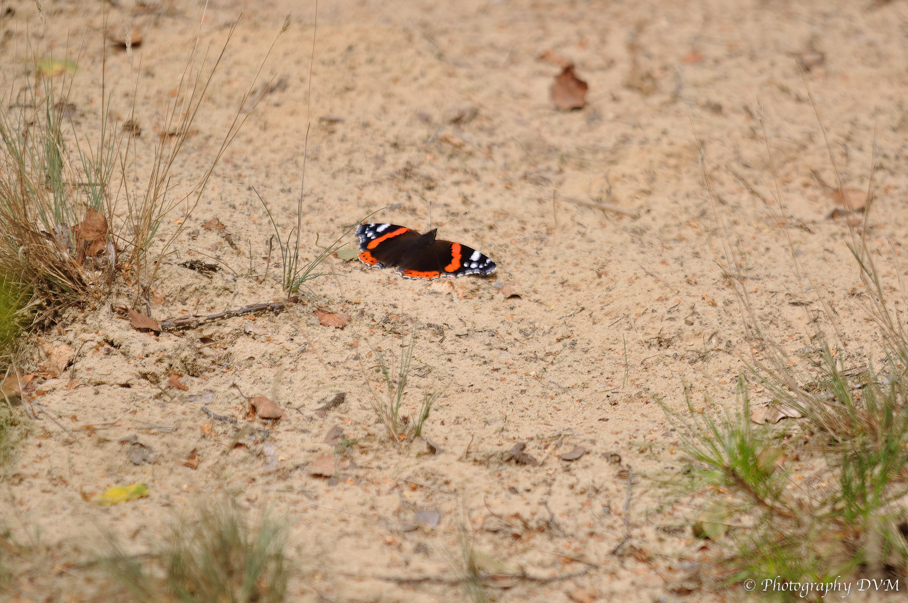 Atalanta - Red Admiral - Vanessa atalanta