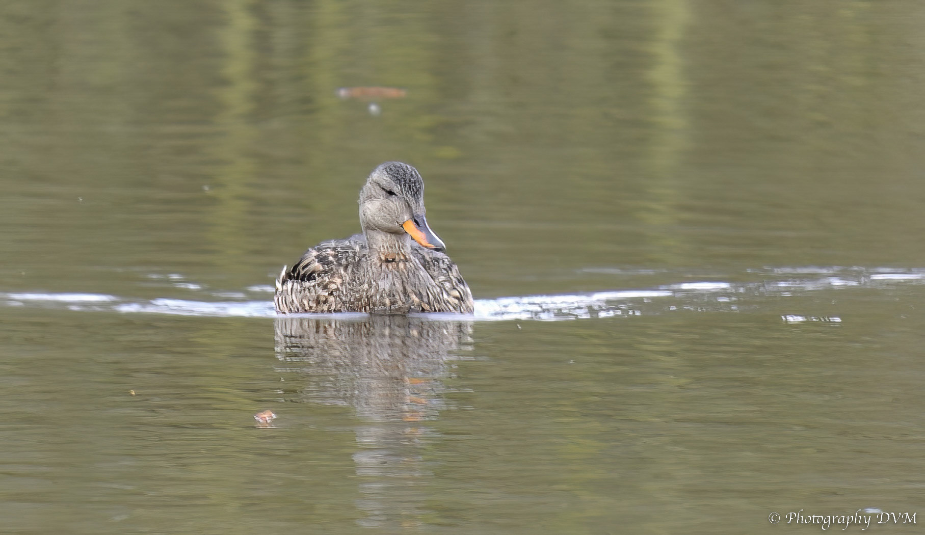 Krakeend (vrouwtje) - Gadwall (female) - Anas strepera