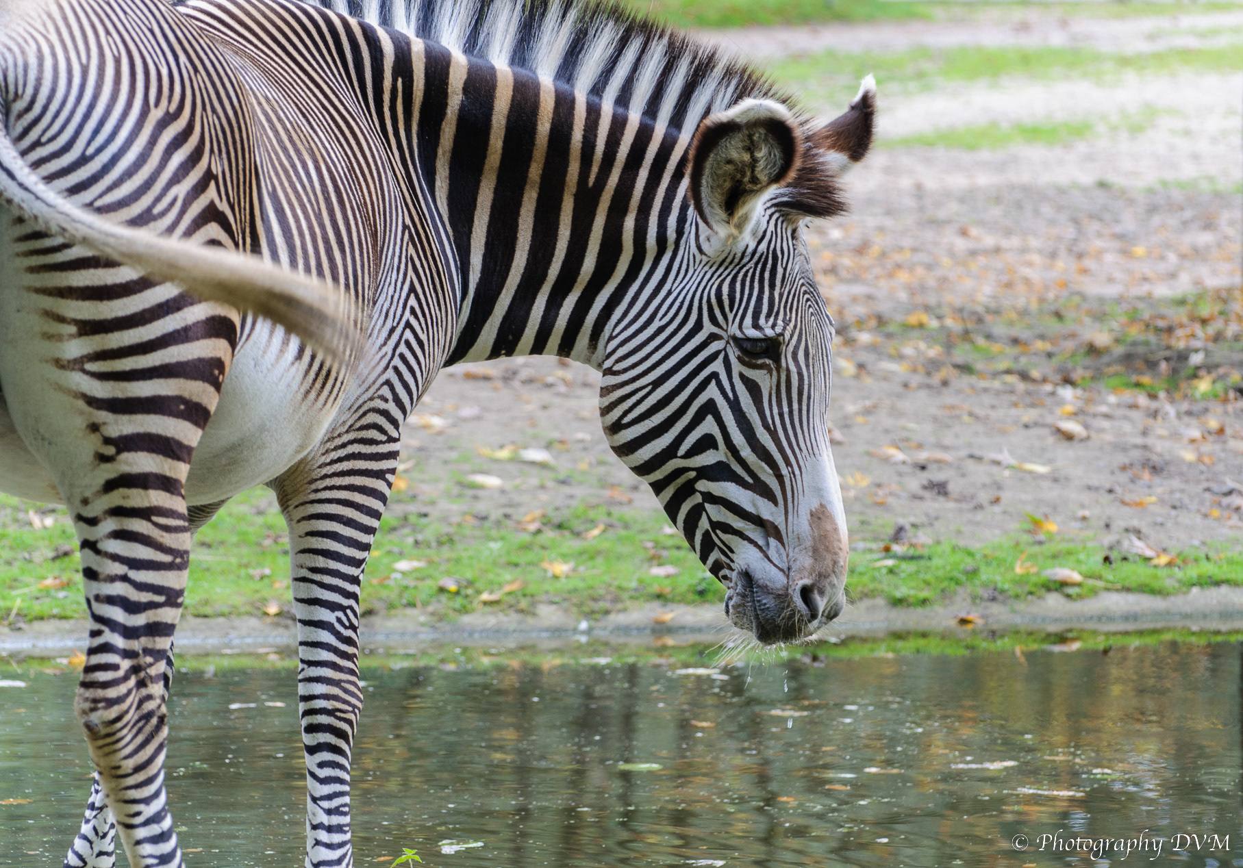 Grévyzebra - Grevy's Zebra - Equus grevyi