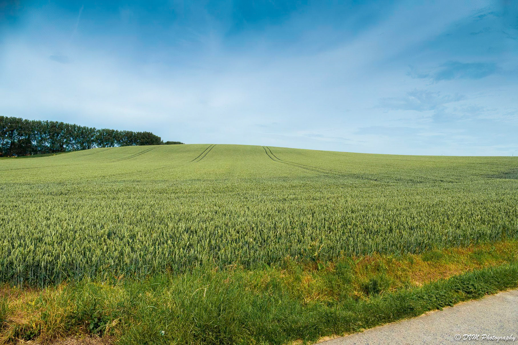 Tarweveld - Wheat field