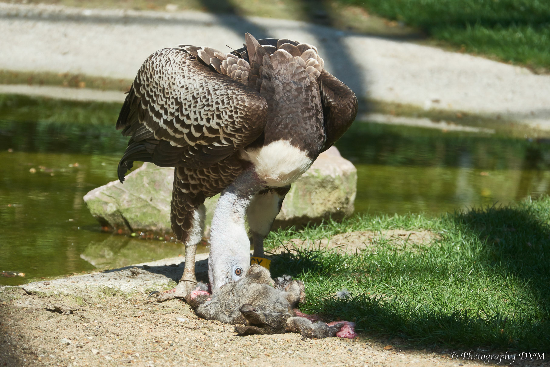 Rüppells gier - Rüppell's vulture - Gyps rueppellii