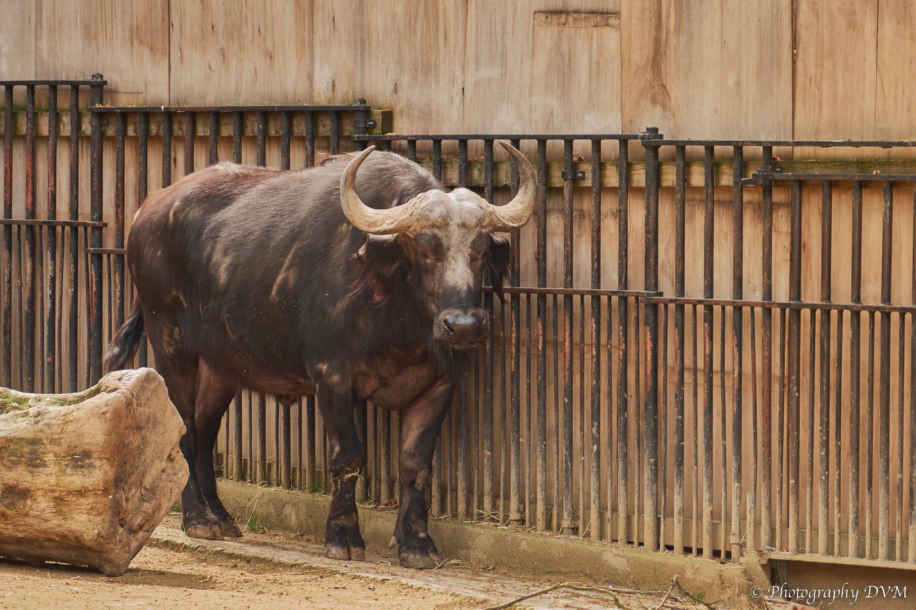 Kaapse buffel - Cape buffalo - Syncerus caffer caffer