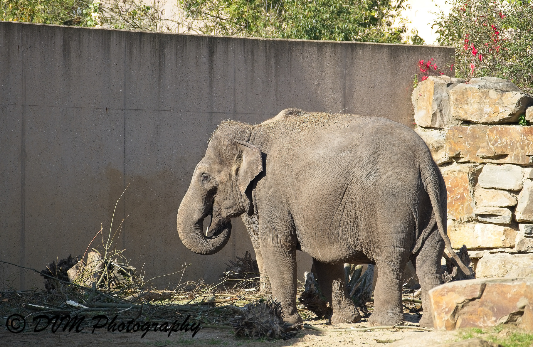 Aziatische olifant - Asian elephant - Elephas maximus