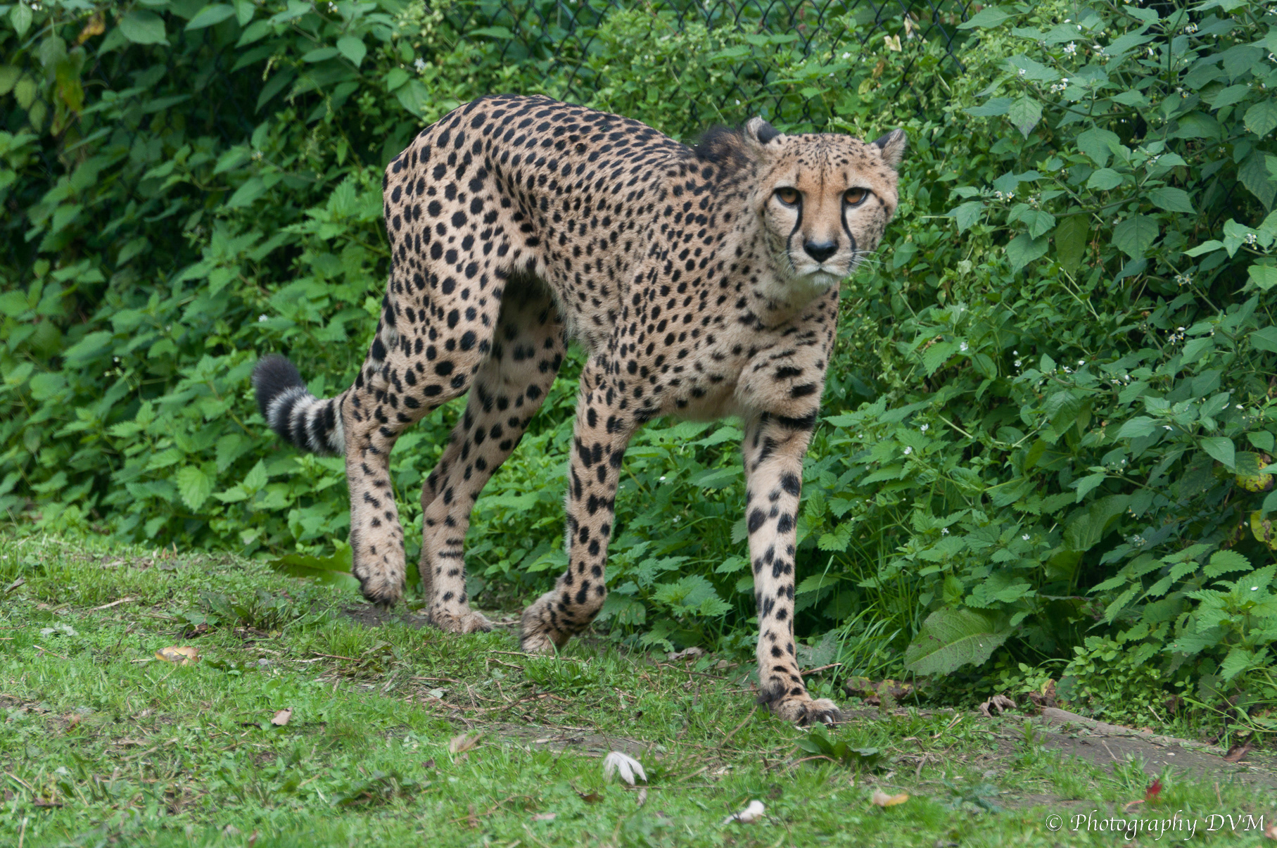 Jachtluipaard - Hunting Leopard - Acinonyx jubatus