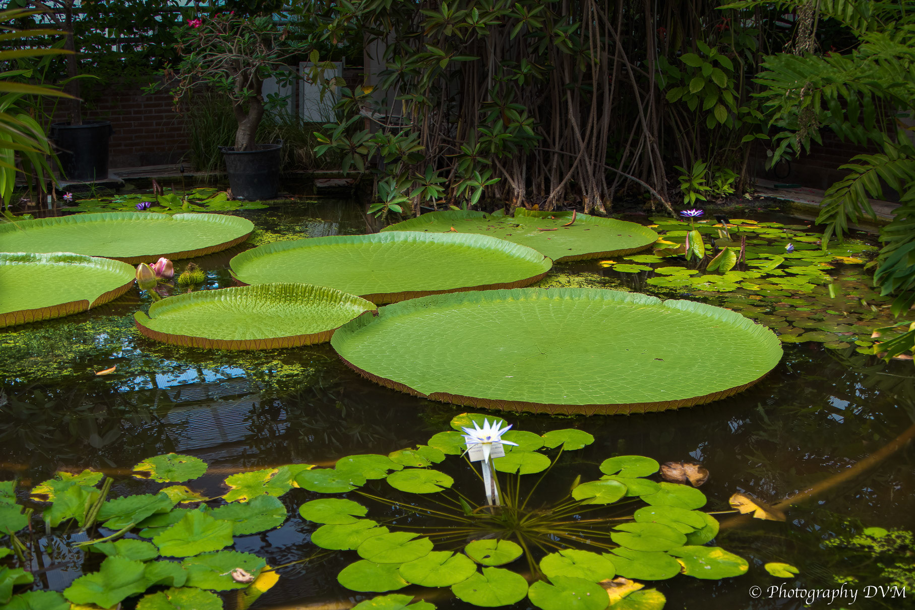 Reuzenwaterlelie - Amazon water lily - Victoria amazonica -