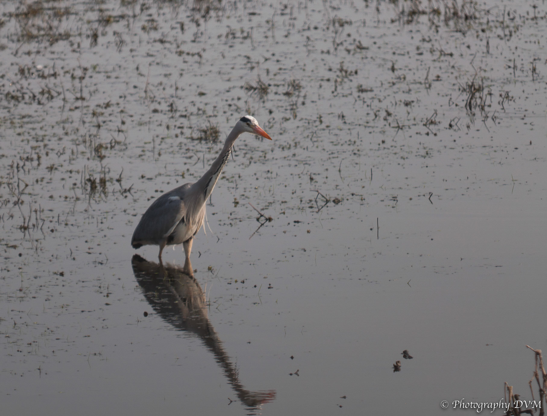 Blauwe reiger - Grey Heron - Ardea cinerea