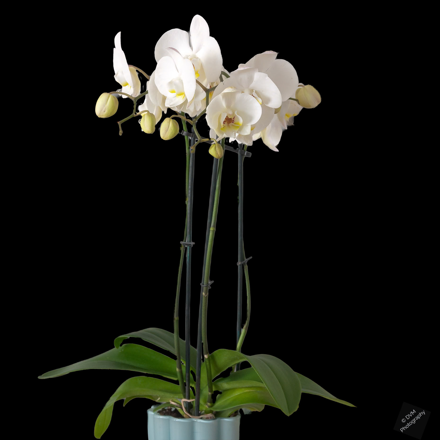 Nachtvlinderorchidee 'Kinu White Bear' - Moth Orchid 'Kinu White Bear' - Orchidaceae  Phalaenopsis