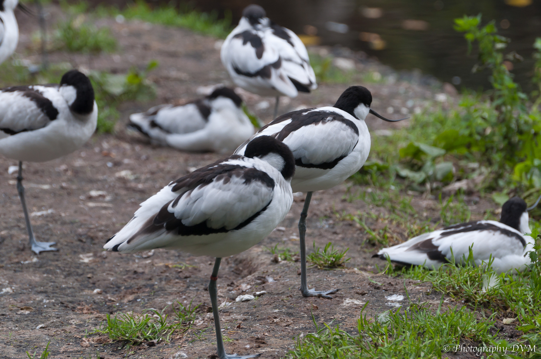 Kluten - Pied Avocets - Recurvirostra avosettas