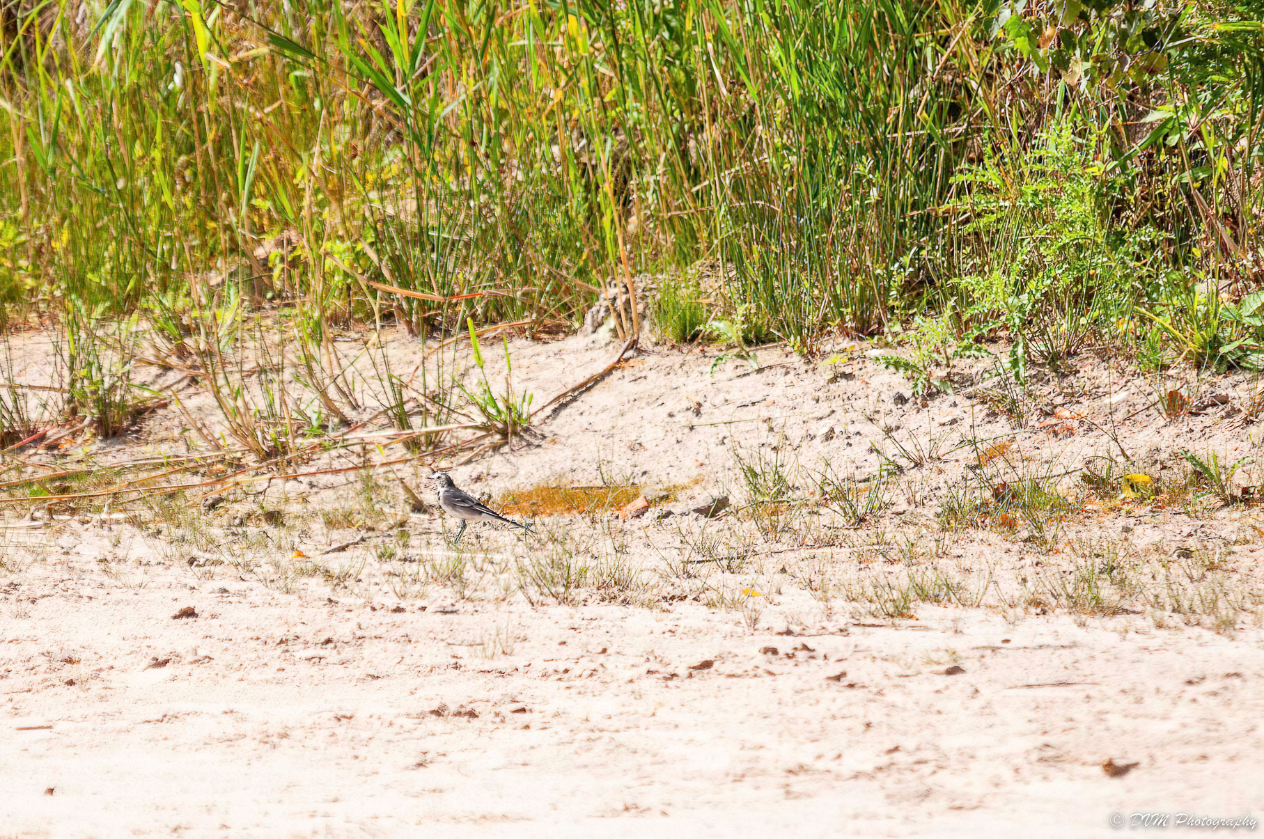 Witte kwikstaart - White Wagtail