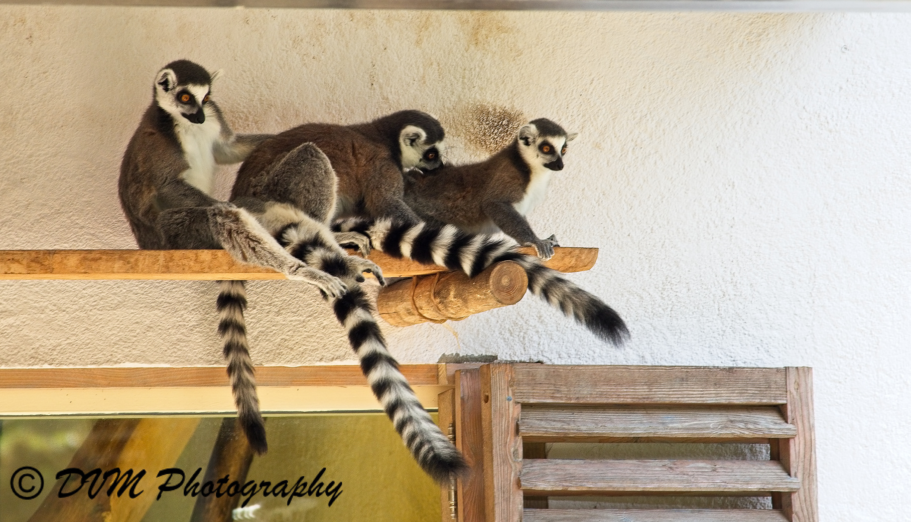 Ringstaartmaki - Ring-tailed lemur - Lemur catta