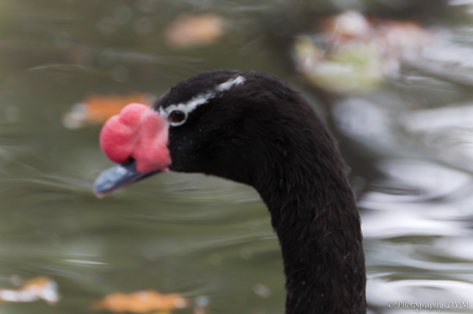 Zwarthalszwaan - Black-necked Swan - Cygnus melancoryphus