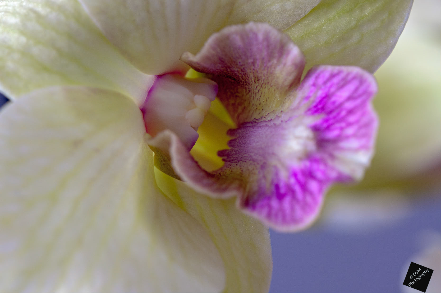 Dendrobium Sa-nook 'Snow Jade'