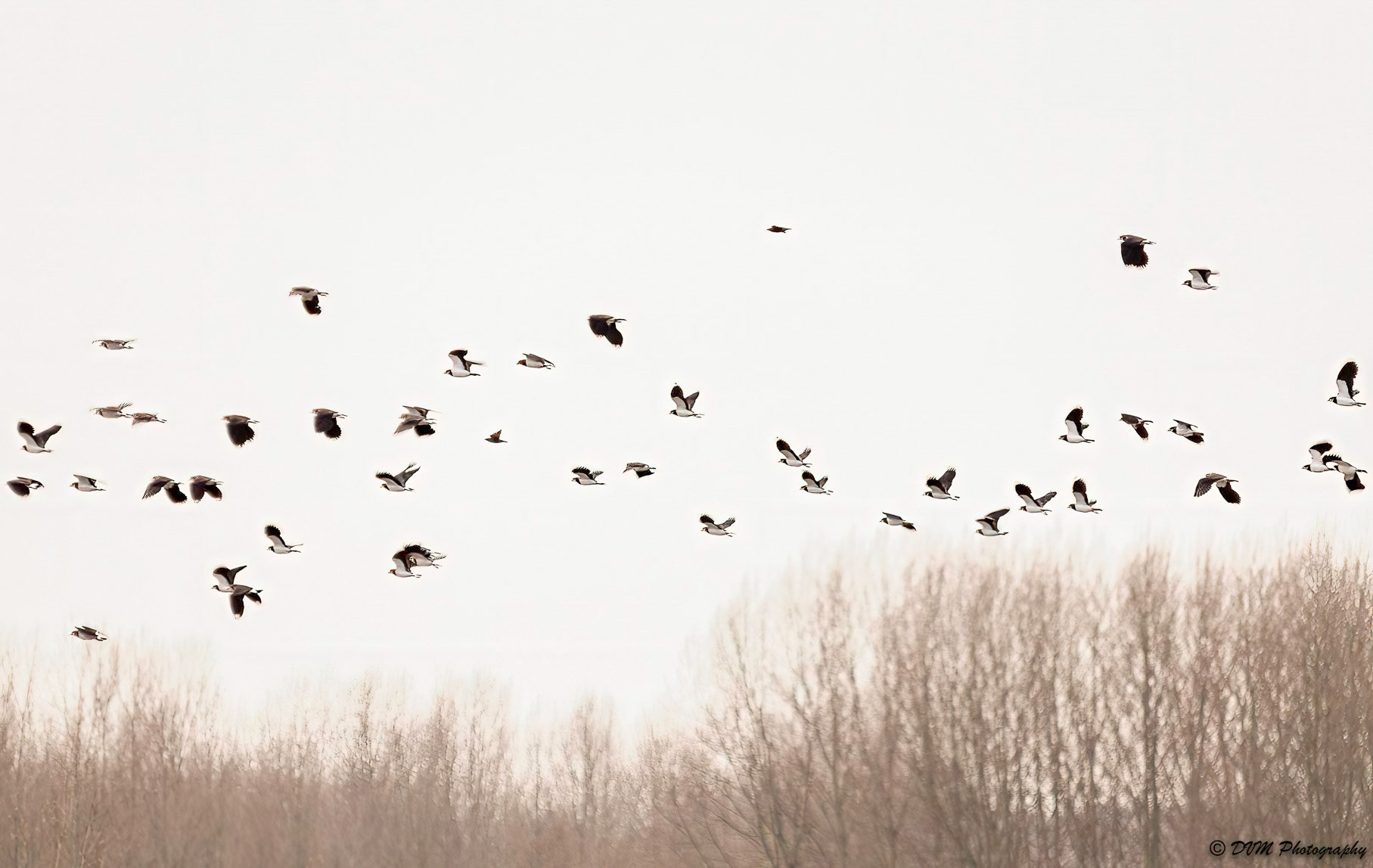 Kievitten - Northern Lapwings