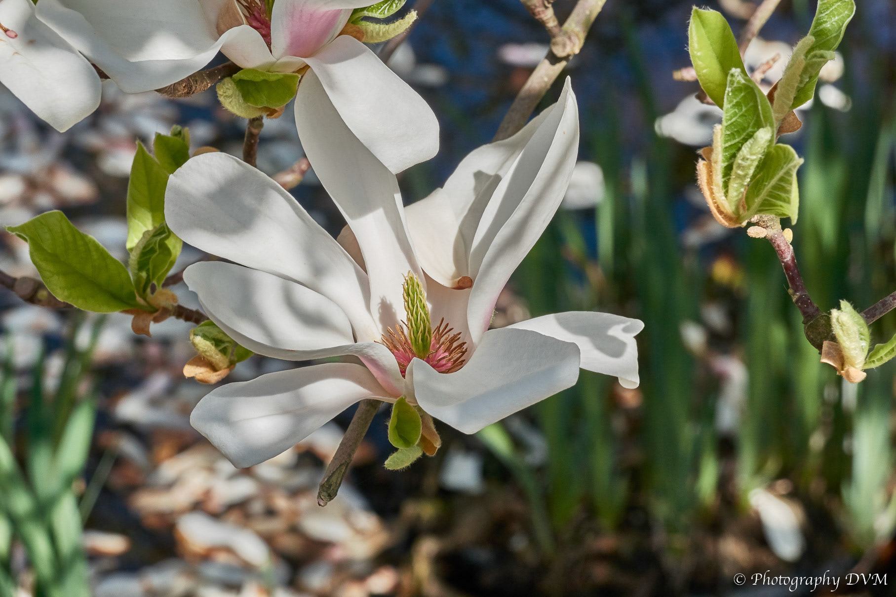 Beverboom - Magnolia