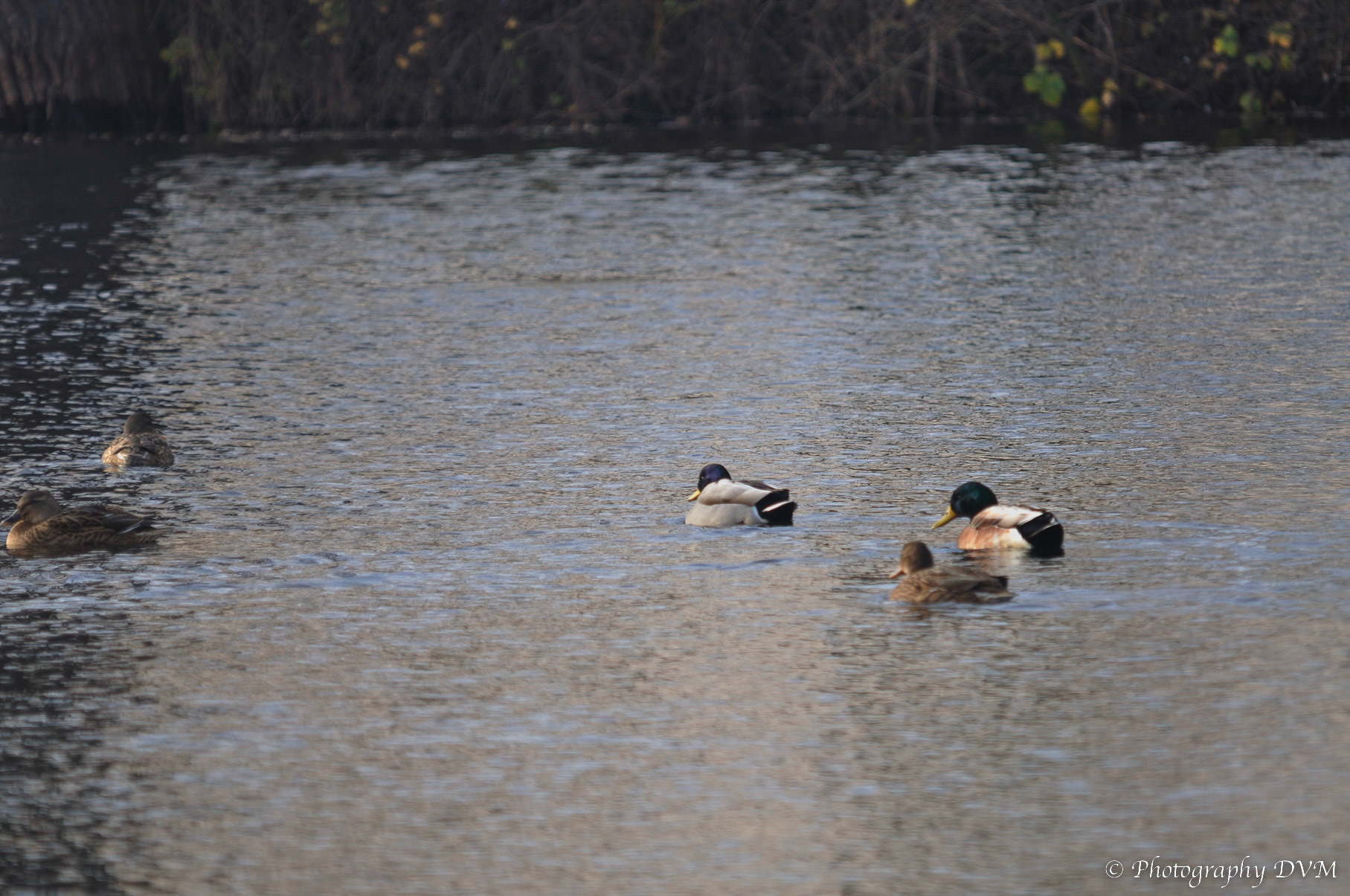 Wilde eenden - Mallards - Anas platyrhynchos