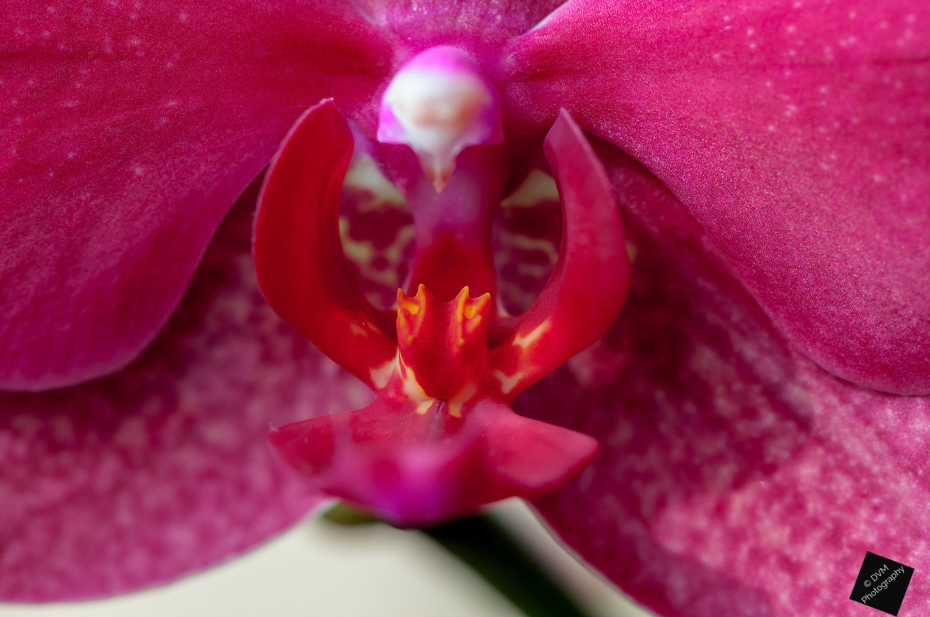 Nachtvlinderorchidee - Moth Orchid  - Orchidaceae Phalaenopsis
