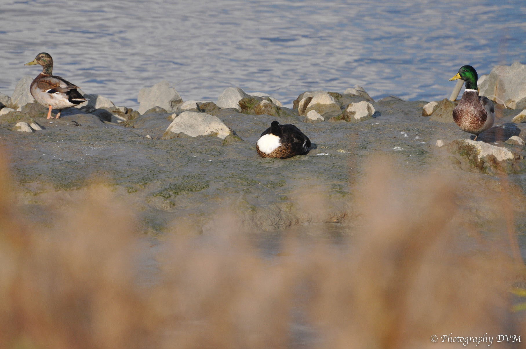 Wilde eenden - Mallards - Anas platyrhynchos
