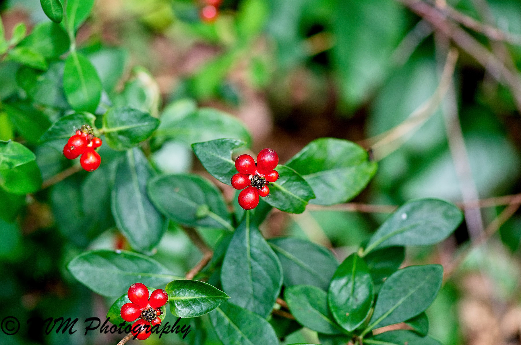 Kamperfoelie - Honeysuckles - Lonicera