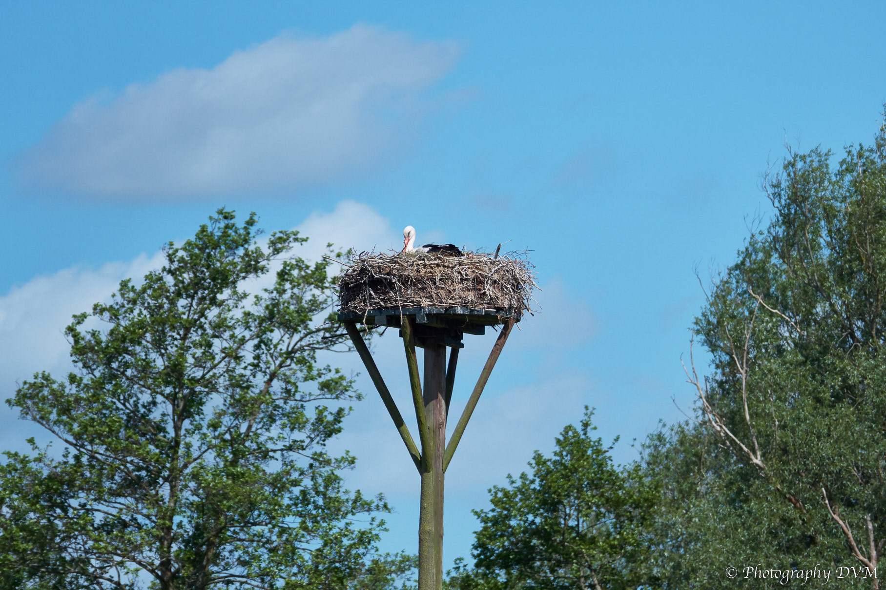 Ooievaar - Stork - Ciconia ciconia