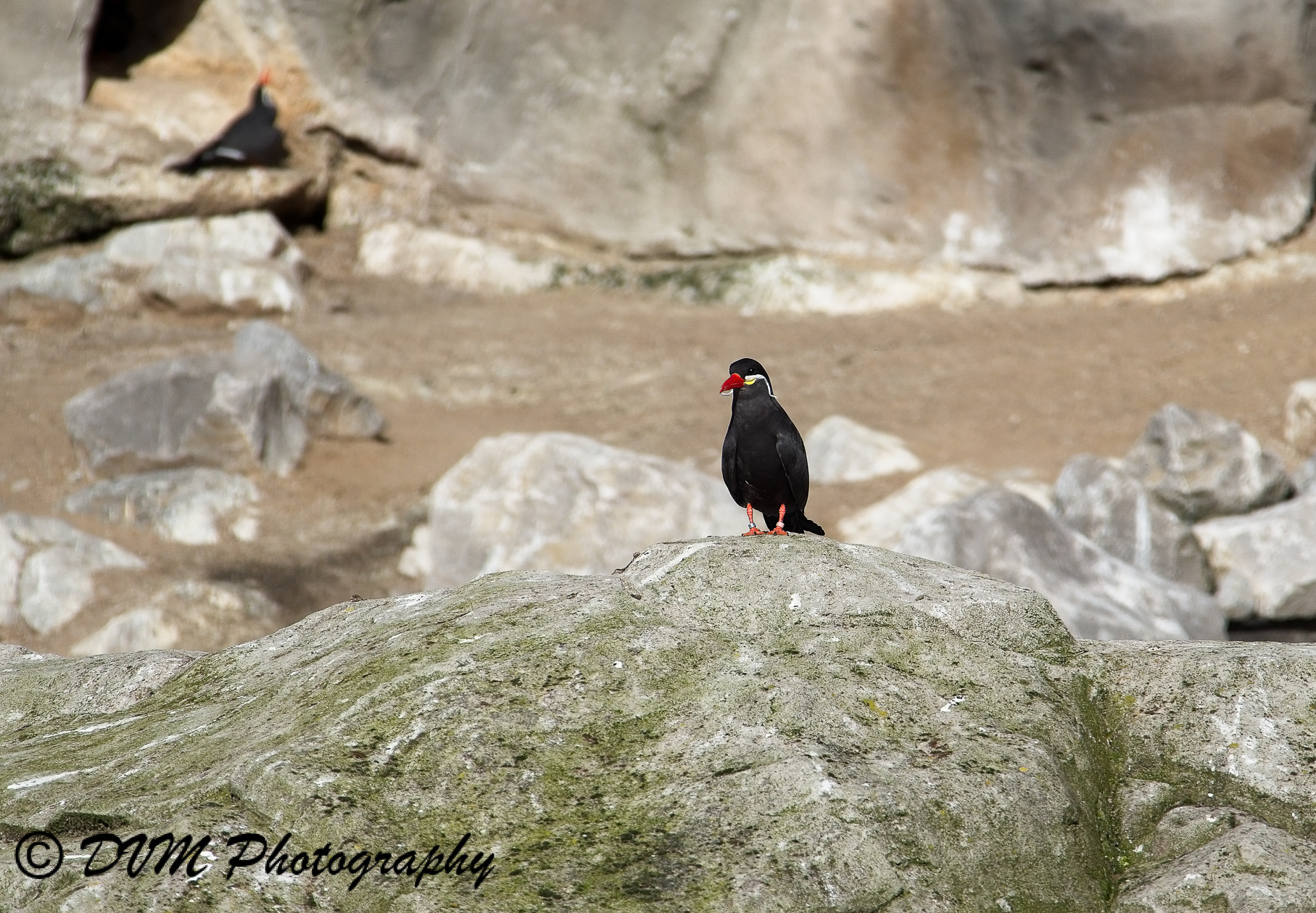 Incastern - Inca tern - Larosterna inca