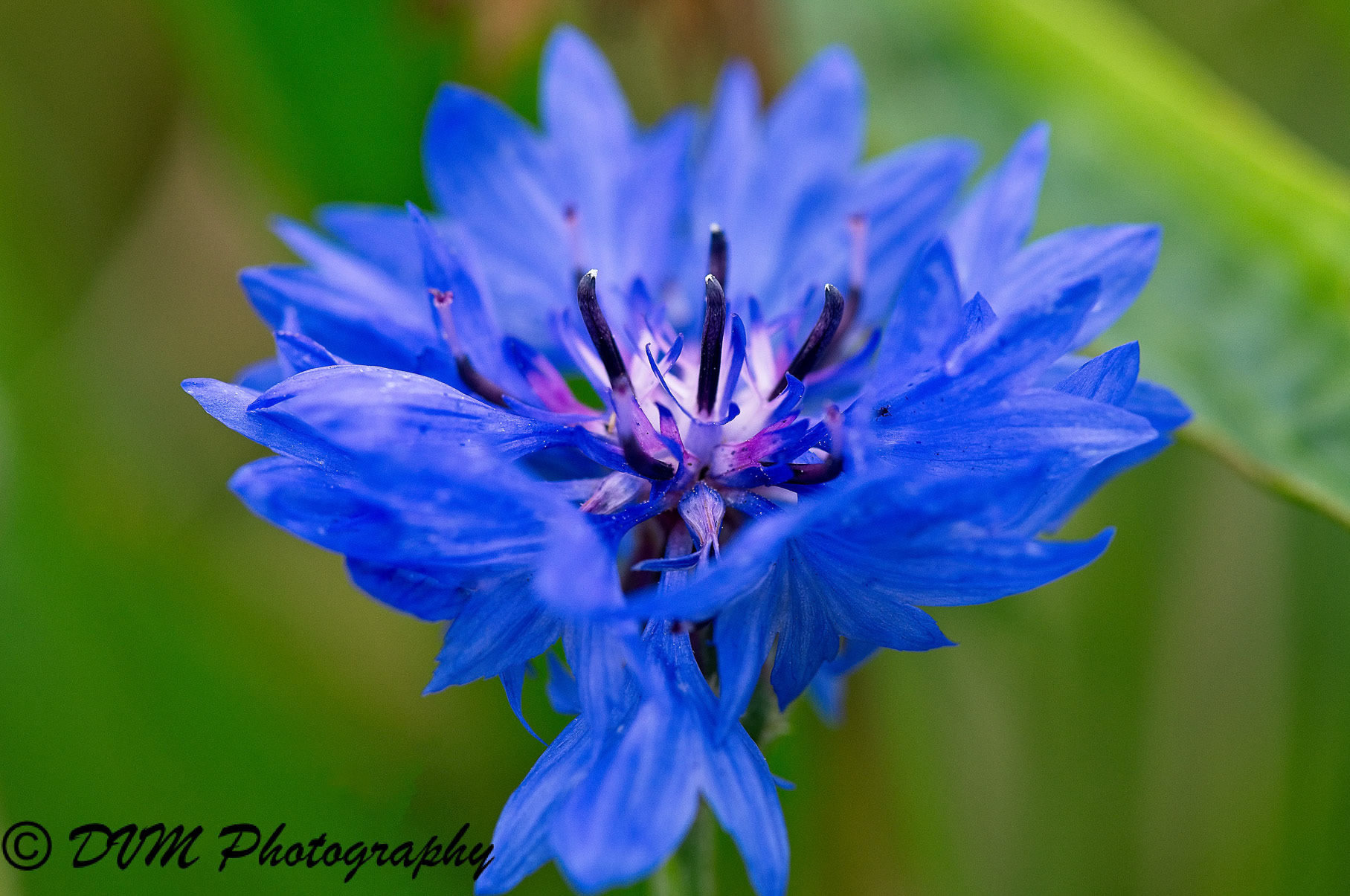 Korenbloem - Cornflower - Centaurea cyanus