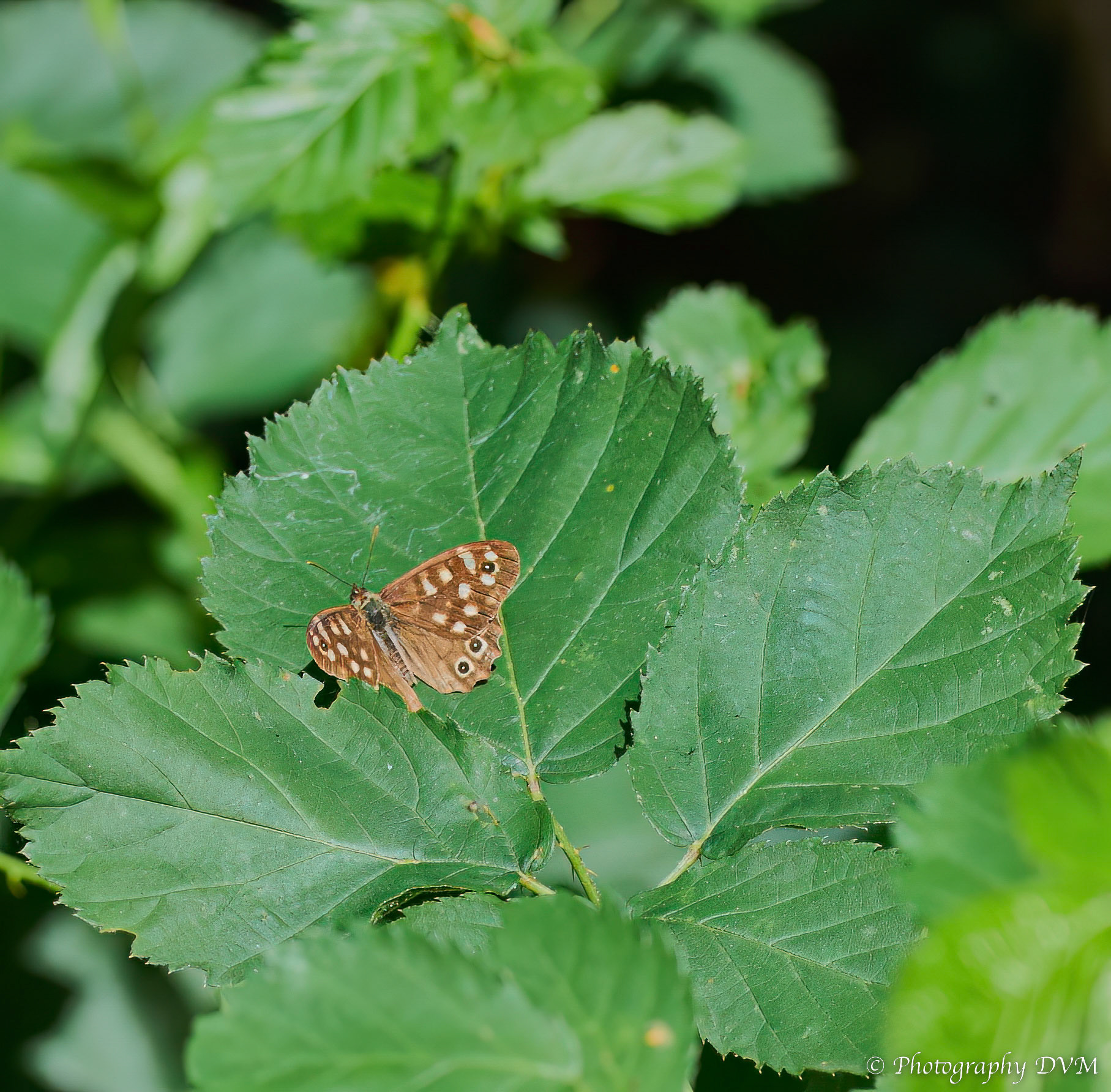 Bont zandoogje - Speckled Wood - Pararge aegeria tircisapture One Pro 9