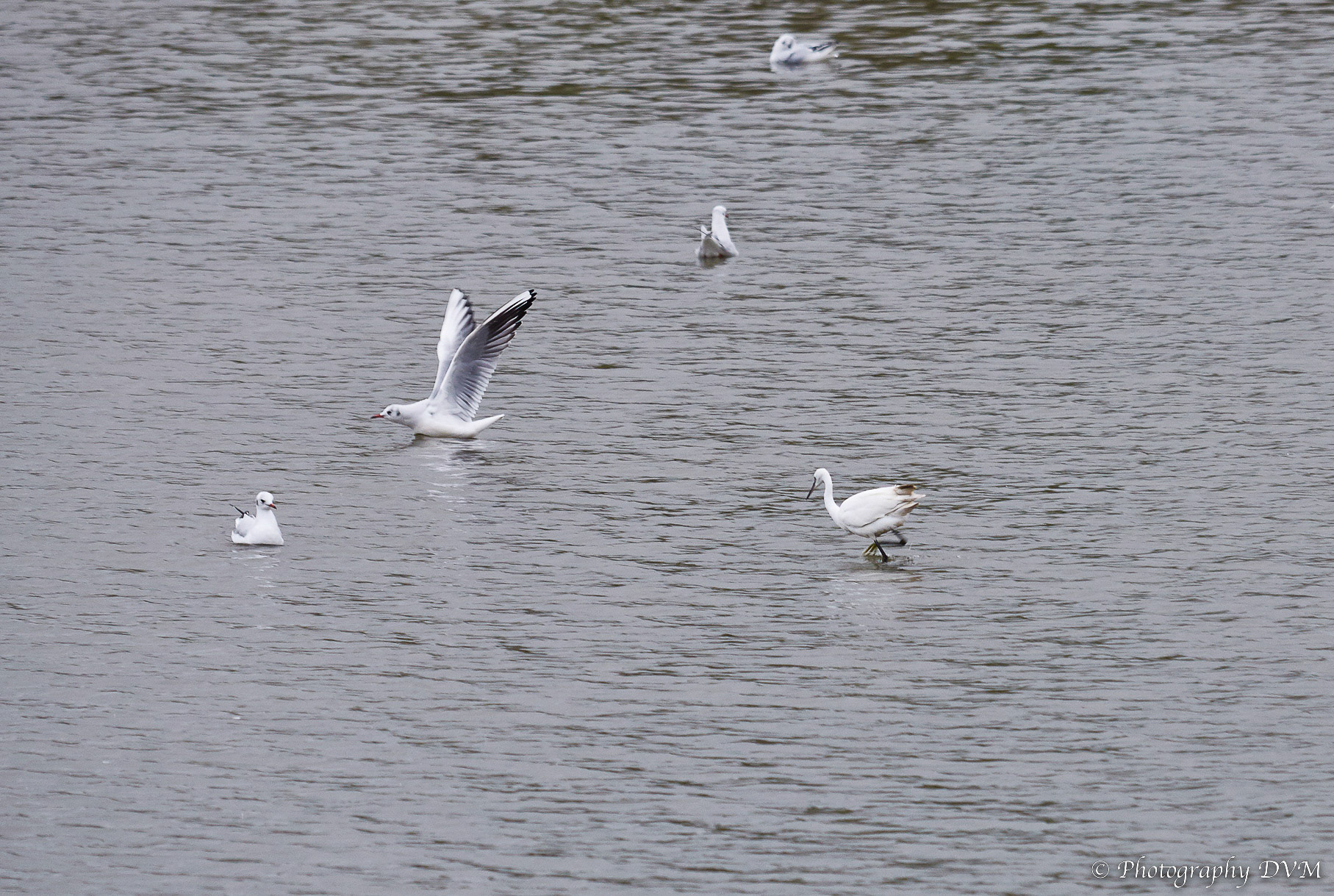 Kleine Zilverreiger met Kokmeeuwen - Little egret with Black-headed gulls - Egretta garzetta