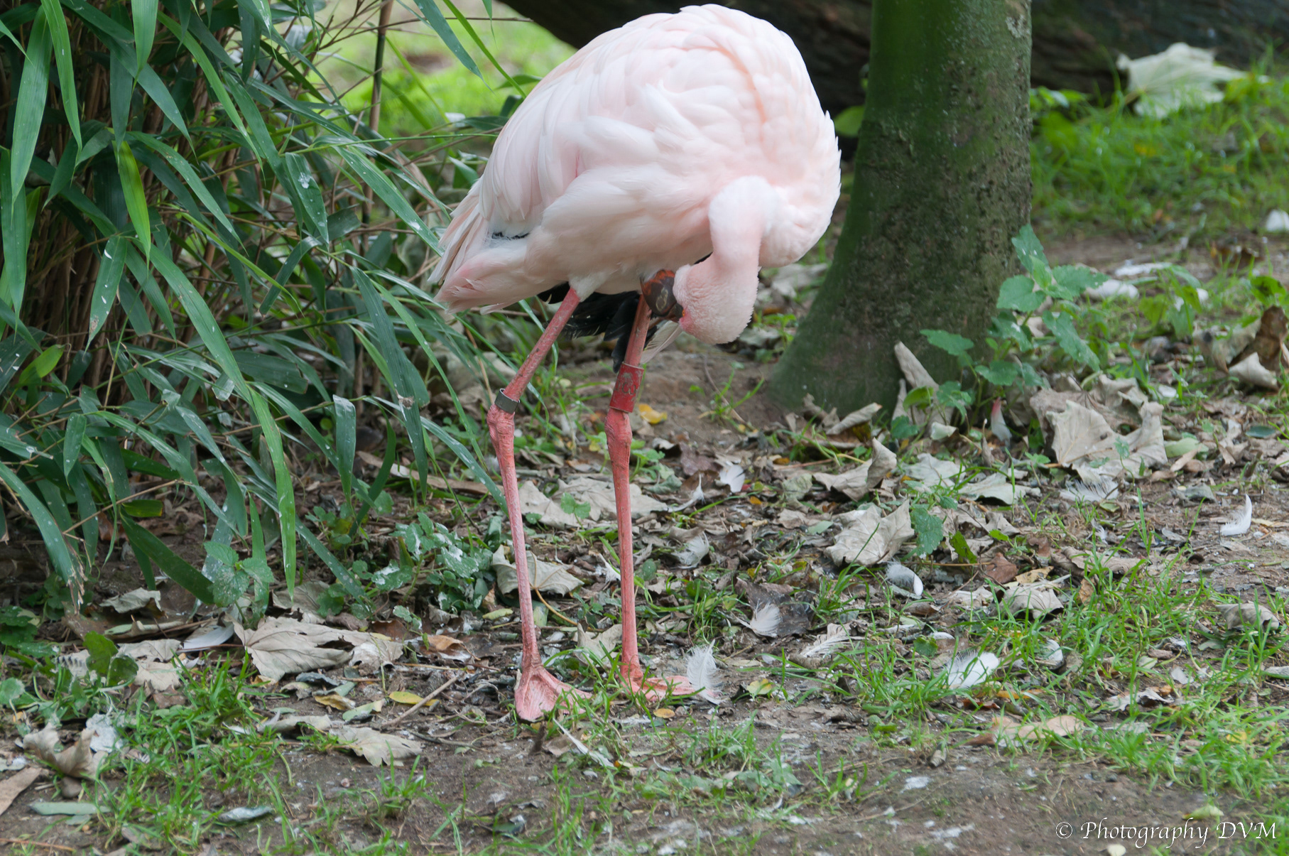 Dwergflamingo - Lesser Flamingo - Phoenicopterus minor