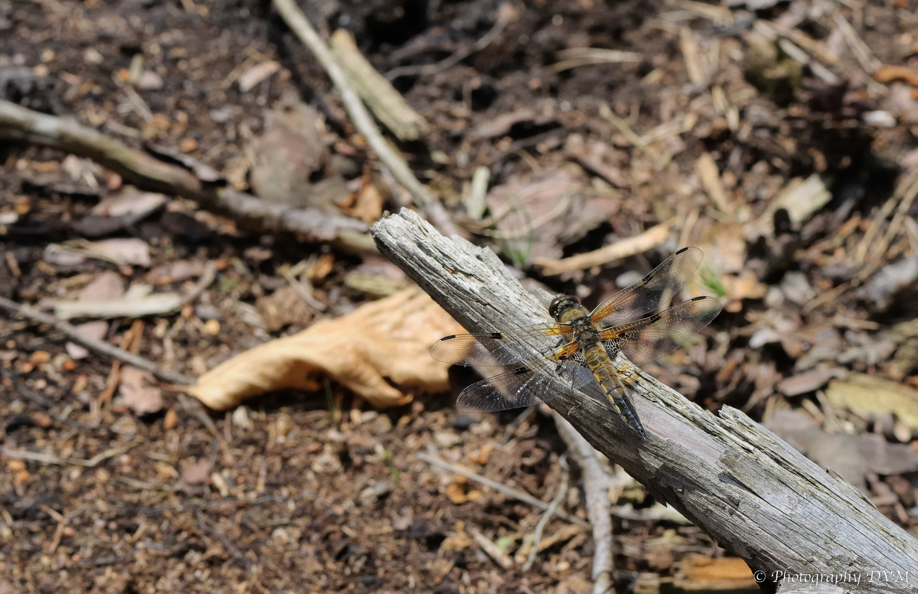 Viervlek - Four-spotted Chaser - Libellula quadrimaculata