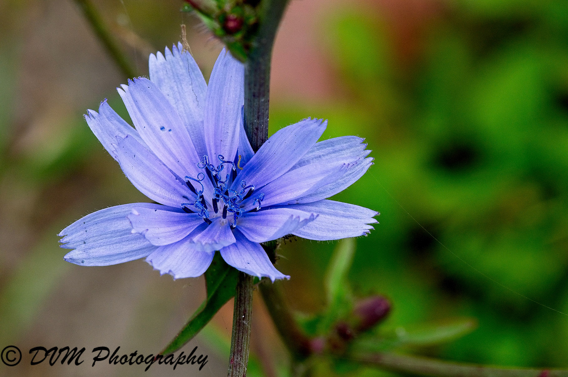 Wilde cichorei - Common chicory - Cichorium intybus