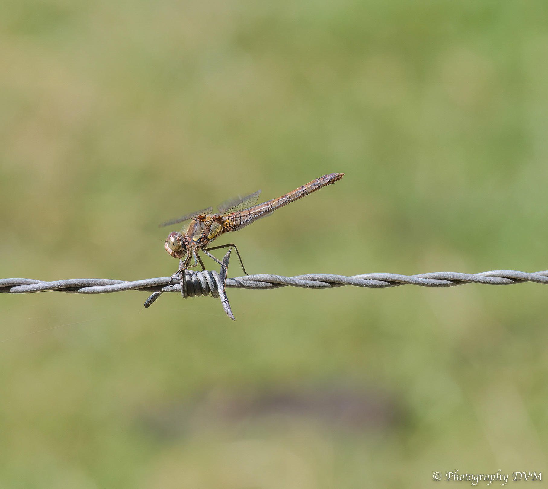Bruinrode heidelibel(vrouw) - Common Darter(female) - Sympetrum striolatum