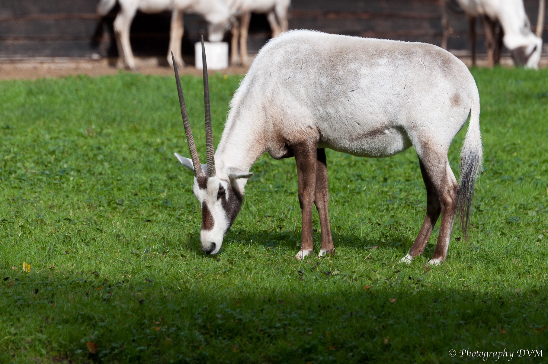 Arabische oryx - Arabian Oryx - Oryx leucoryx
