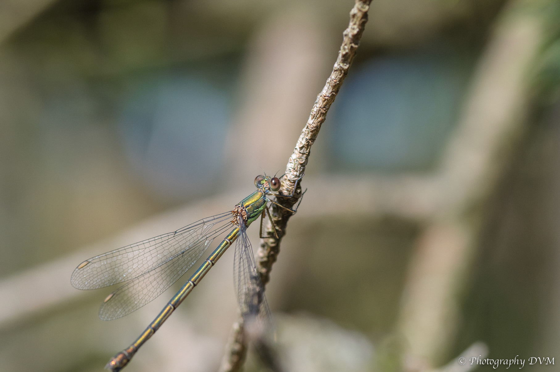 Houtpantserjuffer(vrouwtje) - Western Willow Spreadwing(female) - Chalcolestes viridis