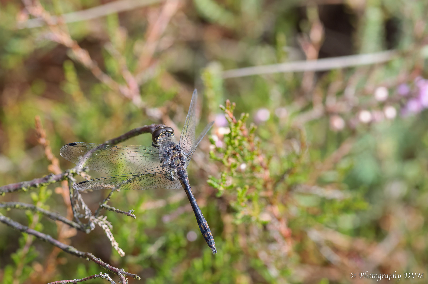 Zwarte heidelibel(mannetje) - Black Darter(male) - Sympetrum danae